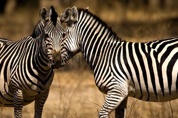 Tenderness between Burchell's zebras NP Mana Pools Zimbabwe