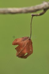 Toter Blatt auf einem Zweig Haute-Loire Frankreich