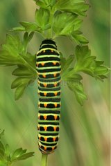 Caterpillar of Swallowtail butterfly crawling on a stem France