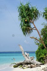 Tourists bathing near a beach eroded Maldives