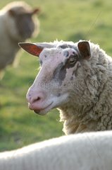 PortrÃ¤t eines Schafs Grandcamp-Maisy France