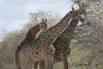 Gruppe retikulierter Giraffen  die die Blätter essen