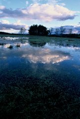 Reflection of a cloudy sky in a swamp Auvergne France
