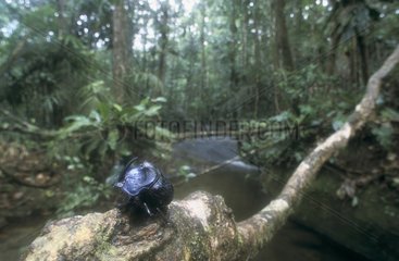 Blue dung beetle in undergrowth French Guiana