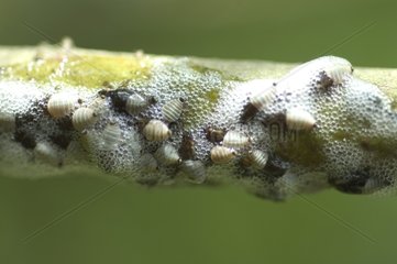 Larves de Cicadelle dissimulées dans un crachat de coucou