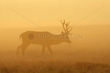 Stag Red deer in the mist at sunrise Great Britain
