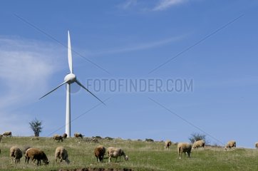Windmühlen und Schaf Serre des Viersches Freyssenet Ardèche