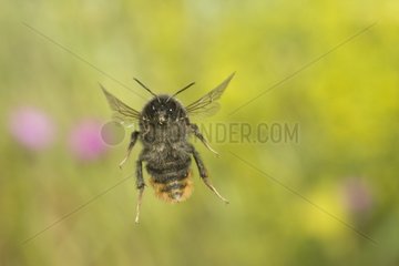 Bumblebee flying in a herbaceous formation Saône-et-Loire