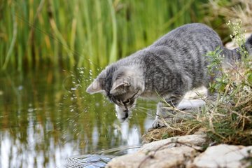 Jeune chat jouant au bord de l'eau