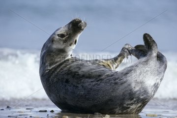 Graues Robbe rollt sich auf einem Strand Nordseedeutschland