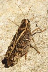 Locust Provence