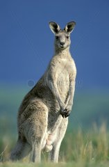Grau grau Känguroo Männlich Victoria Australia