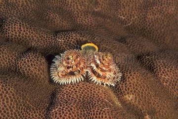 SpirographiewÃ¼rmer auf Korallen im Prozess von Nepoui Oceania