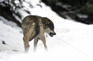 Intimidation posture of an Eurasian Wolf on snow in winter
