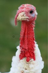 Portrait of Domestic Turkey