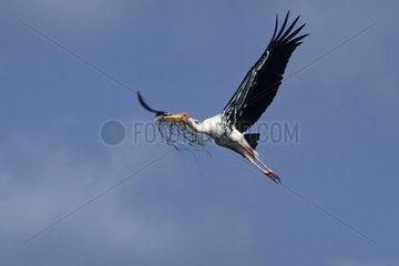 Painted stork flying with a branch in the beak Keoladeo NP