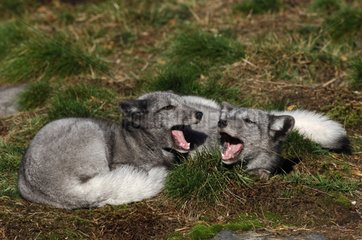 Arctic foxes yawning Jarvsoe Sweden