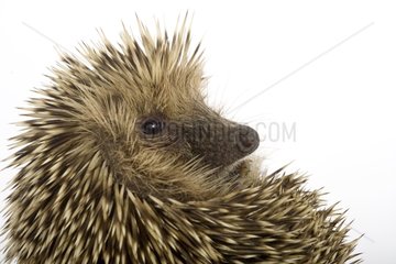 Head of a small Hedgehog to profile