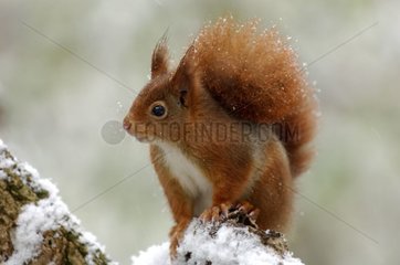 Roux-Eichhörnchen unter dem Schnee-De-France