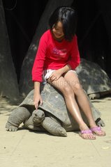 Girl sitting on an Aldabra tortoise in captivity