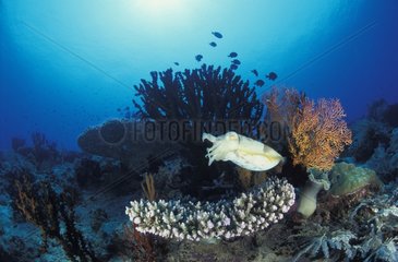 Broadclub Cuttlefish hovering over a coral reef Indonesia