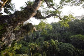 Amazonian forest green and lush Peru
