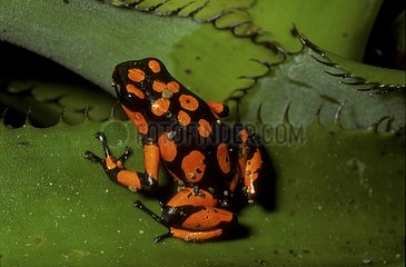 Dendrobate posé sur une feuille Choco Colombie