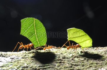 Leaf-cutter ants carrying leaves Bolivia