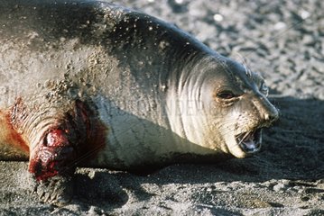 Southern elephant seal with flipper amputated by Orc Crozet