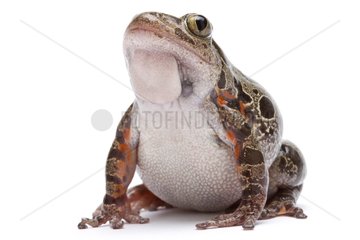 Red-legged walking Frog from Africa in studio