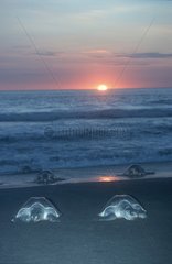 Tortues marines sur la plage Costa Rica