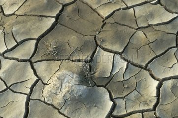 Dürfen durch Dürre Frankreich