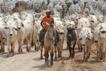 Herd of cattle on track Amazon State of Acre Brazil