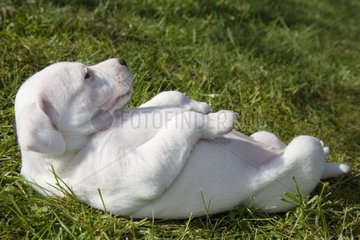 Welpe von Jack Russell Terrier legte sich zurÃ¼ck im Gras
