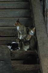 Dachrinnenkatzen  die auf einer burmaischen Treppe sitzen