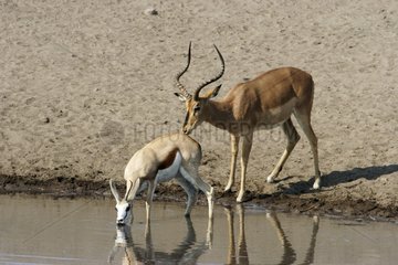 Springbock riecht nach einem Impala  der an einem Wassergeidrücks -Etosha trinkt
