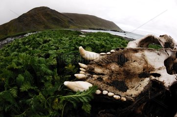 Southern Elephant Seal skull in an austral landscape