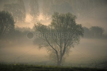 Morgennebel im Hedged Ackerland Somme Valley Frankreich