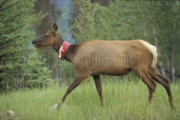 Female Wapiti with transmitting collar Jasper NP Canada