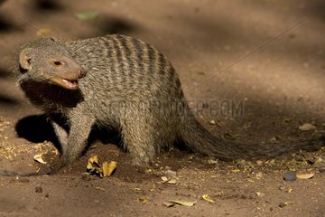 Banded mongoose in the NP Chobe Botswana