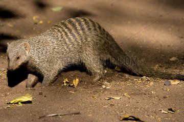 Banded mongoose in the NP Chobe Botswana
