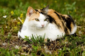 Portrait of a tri-colored Cat lying on grass