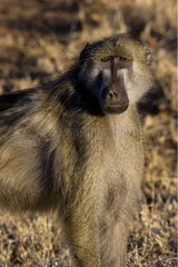 Chacma baboon in the savanna NP Kruger South Africa