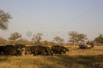 Cape buffalos South Africa