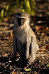 Green monkey in the NP Kruger South Africa