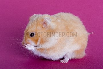 Hamster domesticates in grooming on plain bottom