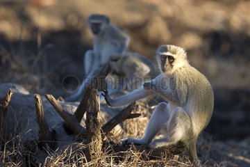 Green monkeys grooming NP Kruger South Africa
