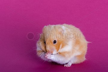 Hamster domesticates in grooming on plain bottom