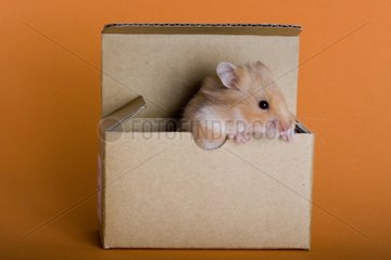 Hamster domesticates in a box on plain bottom