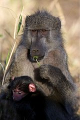 Chacma baboon with its young NP Kruger South Africa